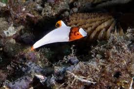 Bicolor Parrotfish