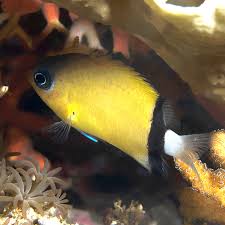 Black-bar Chromis