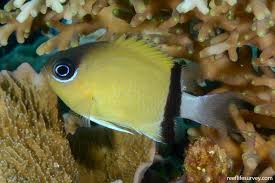 Black-bar Chromis