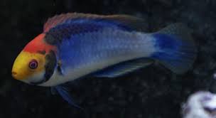 Black-Gill/Solar Fairy Wrasse