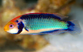 Black-Gill/Solar Fairy Wrasse
