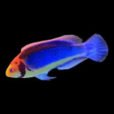 Black-Gill/Solar Fairy Wrasse