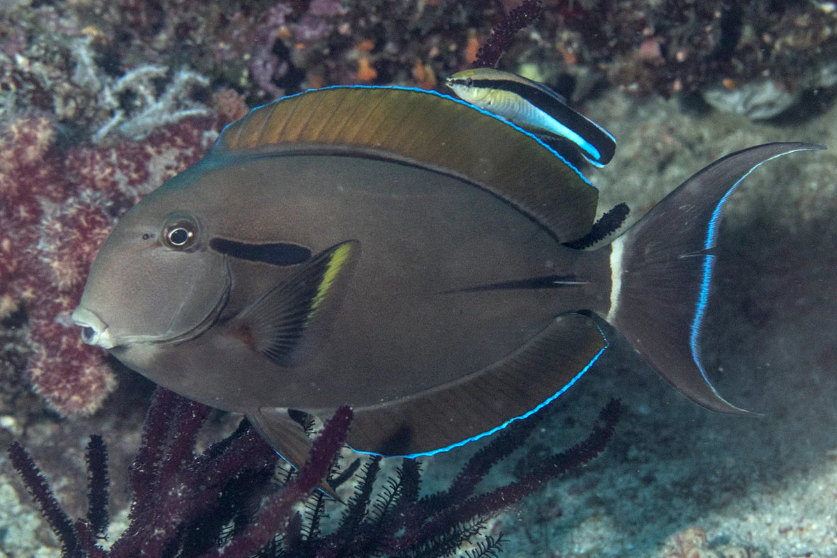 Tang Rio Ack Black Shoulder Tang – Chennai Marine Aquarium