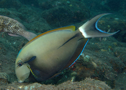 Black Shoulder Tang