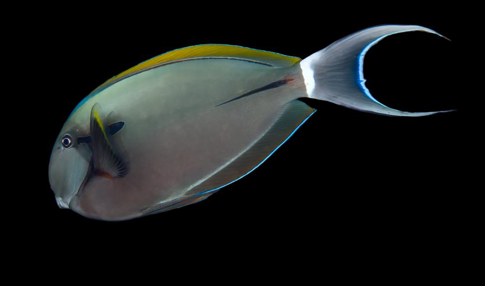 Black Shoulder Tang