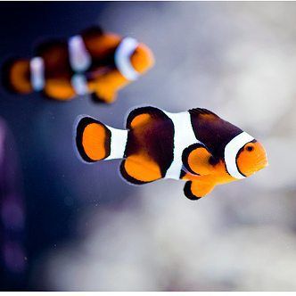 Black Photon Hybrid Clownfish - (IMPORTED DESIGNER CLOWN)