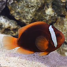 Black Tomato Clownfish