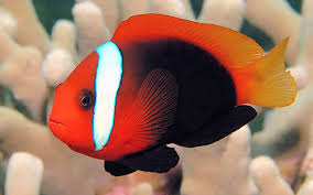 Black Tomato Clownfish