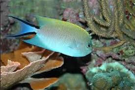 Blackspot Lyretail Angelfish (Female)