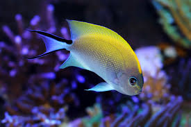 Blackspot Lyretail Angelfish (Female)