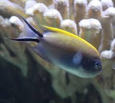 Blackspot Lyretail Angelfish (Female)