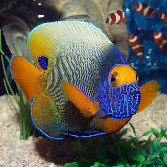 Blue Face Angelfish