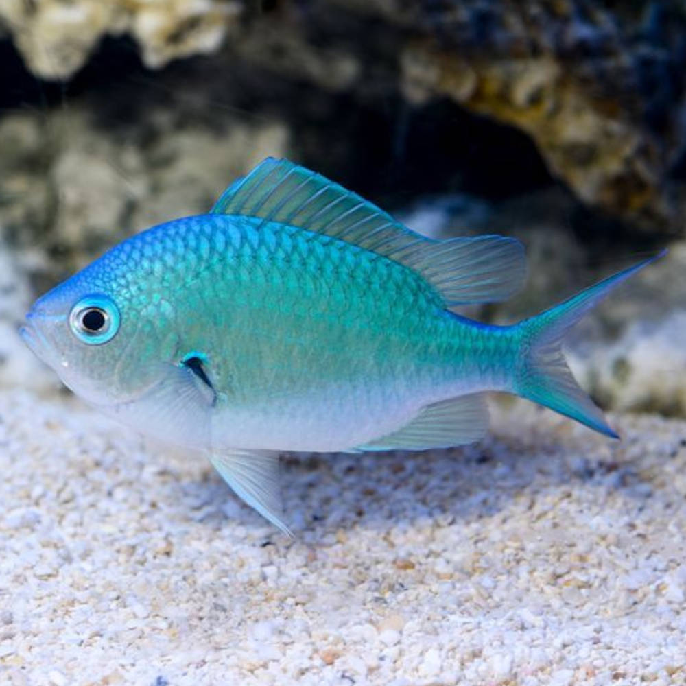 Blue Green Chromis