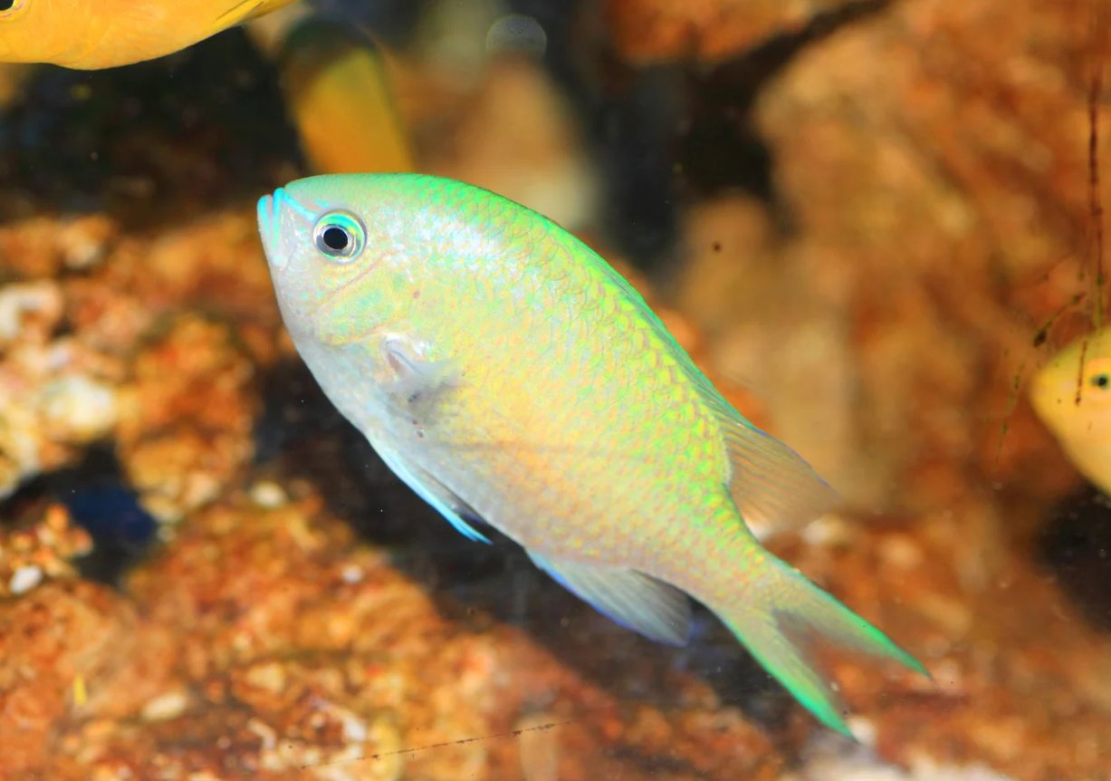 Blue Green Chromis