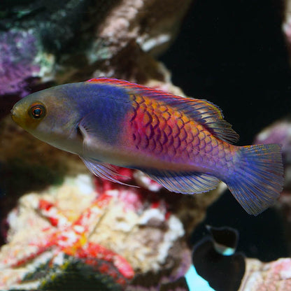 Blue-Sided Fairy Wrasse