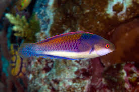 Blue-Sided Fairy Wrasse