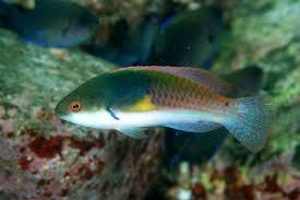 Blue-Sided Fairy Wrasse