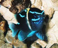 Blue Streak Devil