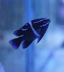 Blue Streak Devil