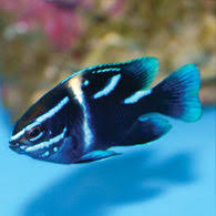Blue Streak Devil (Velvet Damselfish)