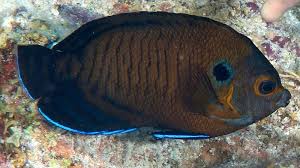 Bluefin Angelfish