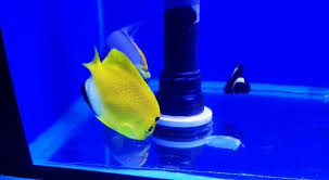 Blue Lipstick Angelfish
