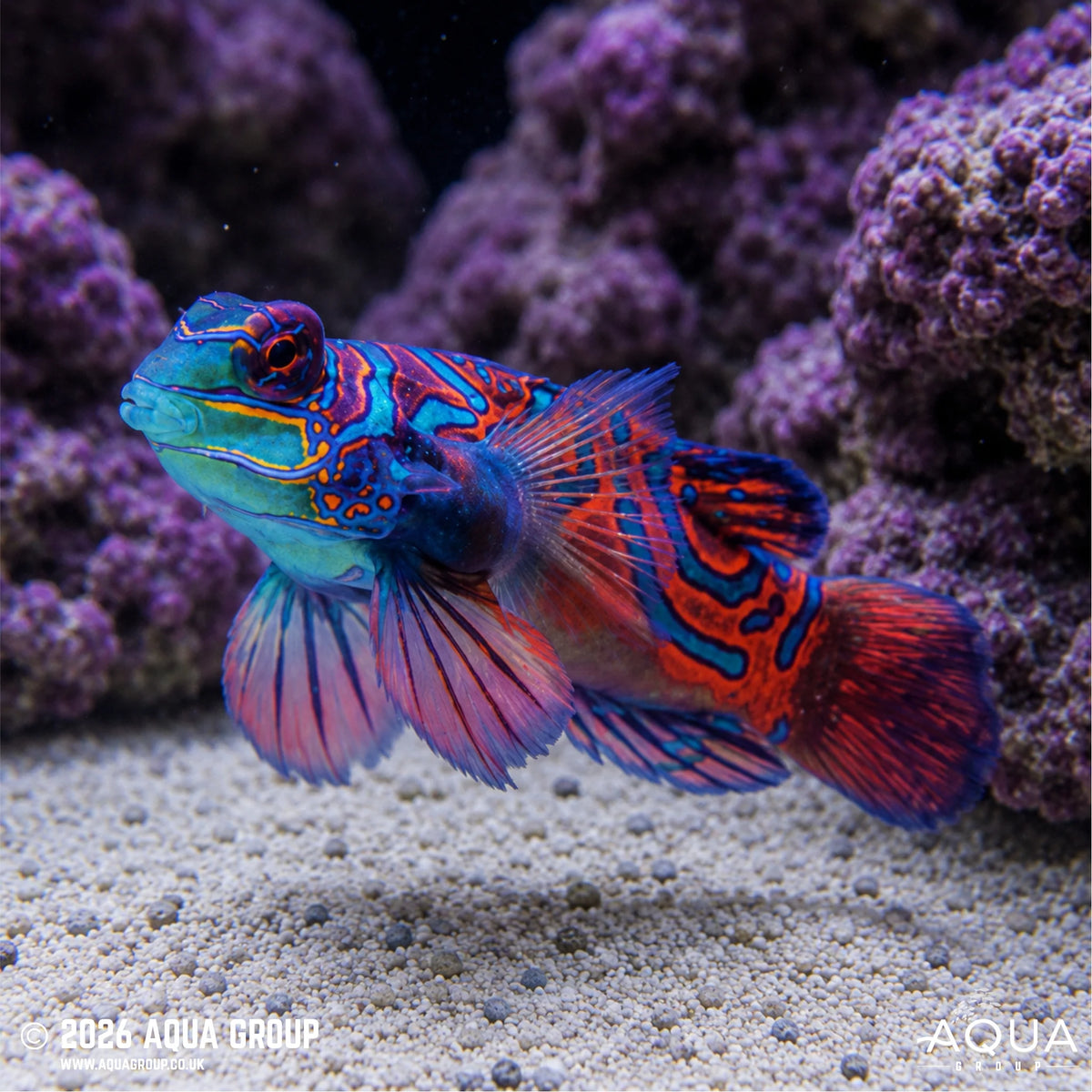 Mandarin Goby / Mandarinfish