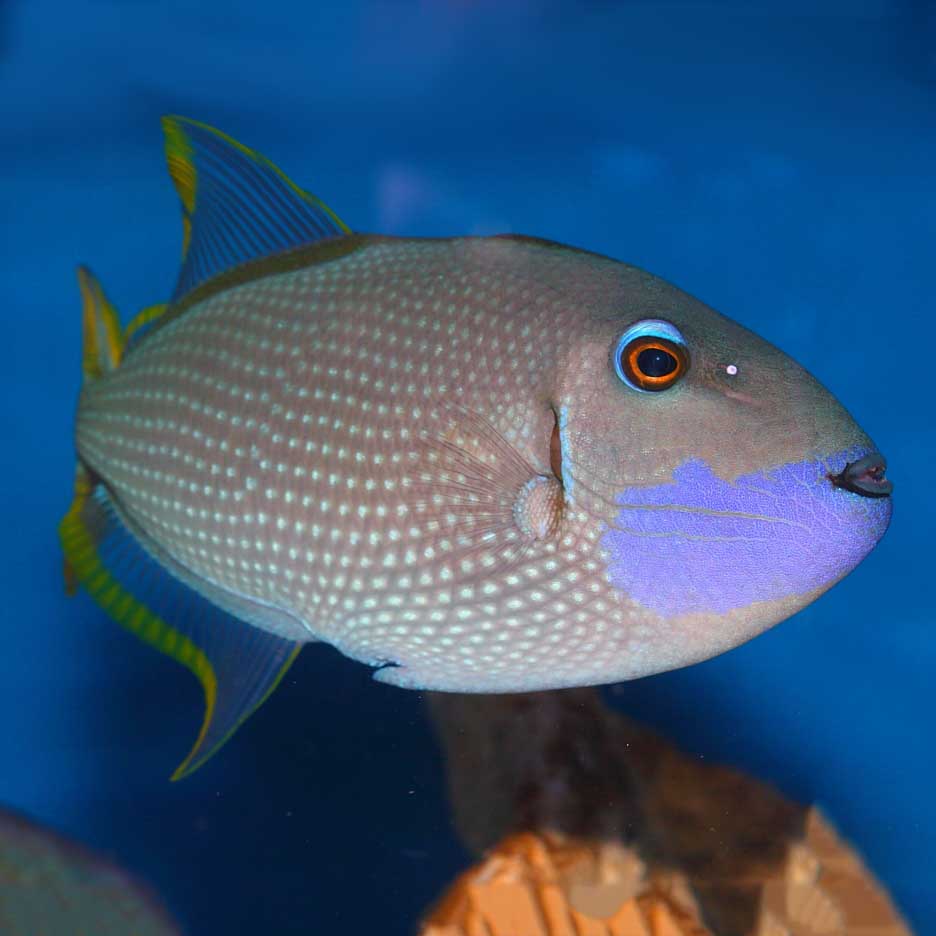 Blue Throat Triggerfish