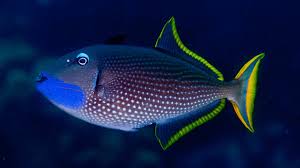 Blue Throat Triggerfish