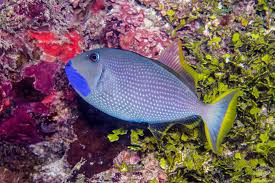 Blue Throat Triggerfish