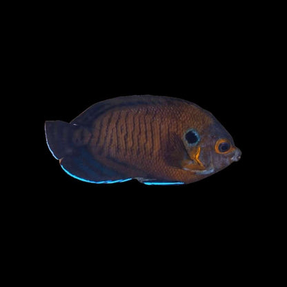 Bluefin Angelfish