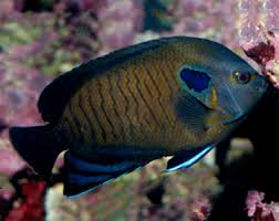 Bluefin Angelfish