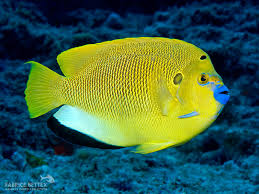Blue Lipstick Angelfish