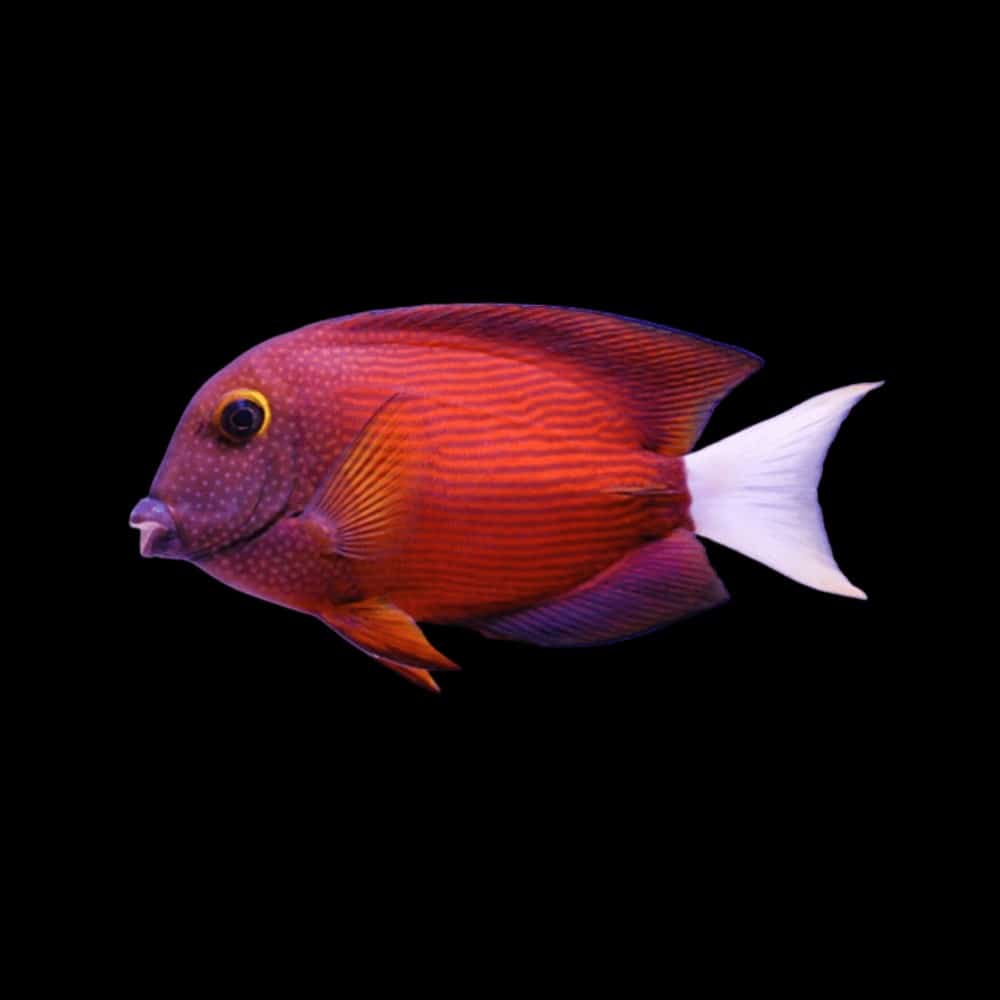 BristleTooth Tang