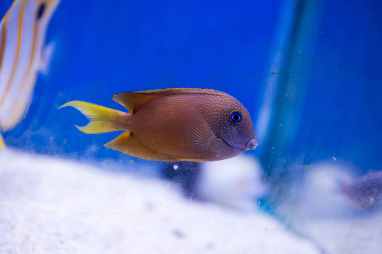 BristleTooth Tang