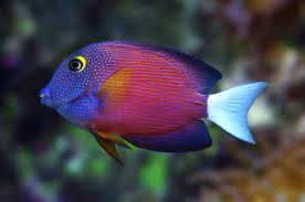 Bristletooth Tang