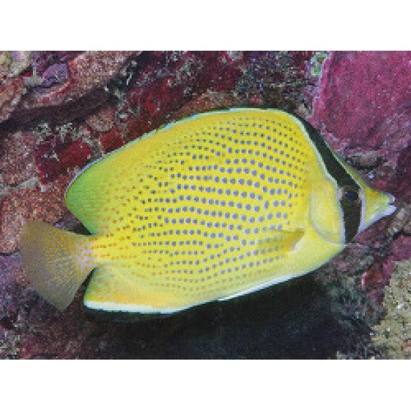Citron Butterfly