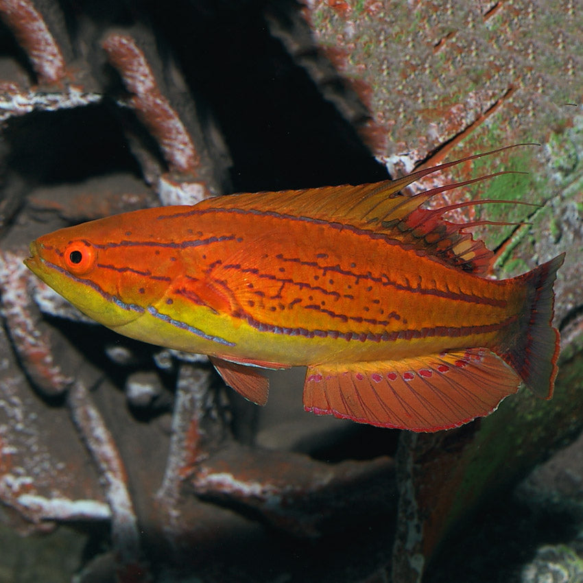 Carpenter's Wrasse