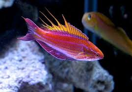 Carpenter's Wrasse