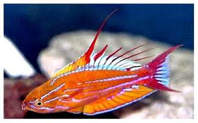 Carpenter's Wrasse