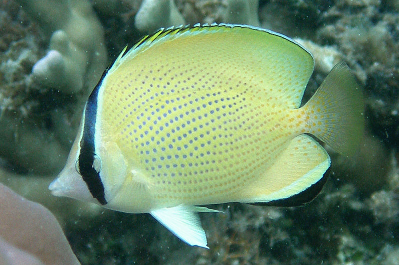 Citron Butterfly