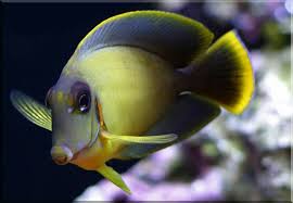 Chocolate Tang