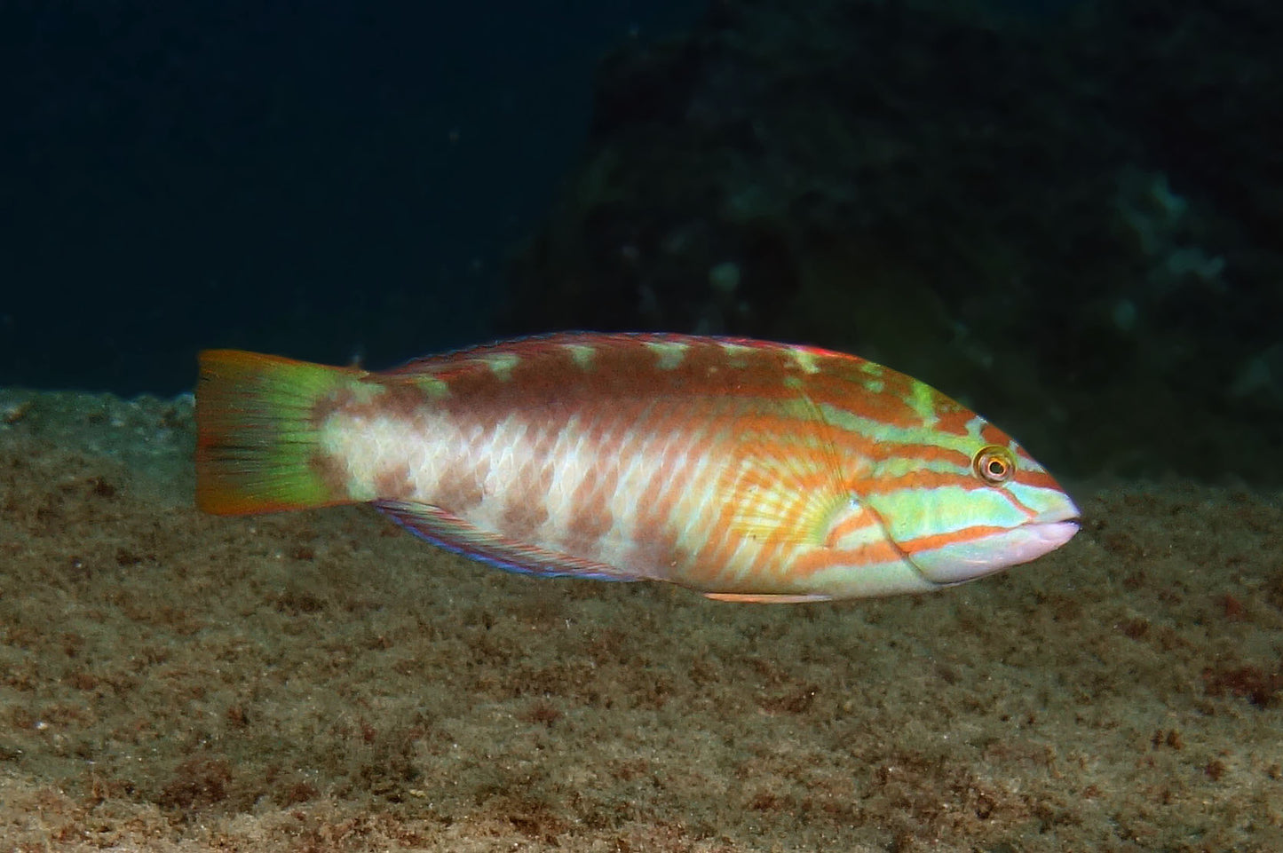 Chocolate Wrasse