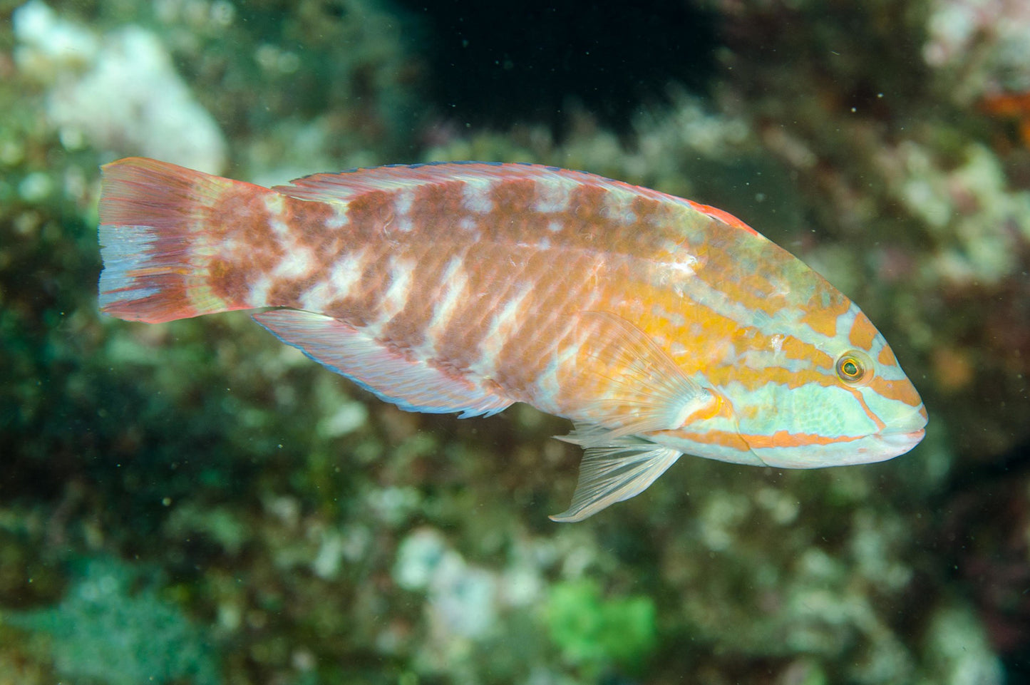 Chocolate Wrasse