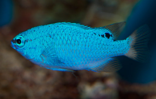 Blue Devil Damsel
