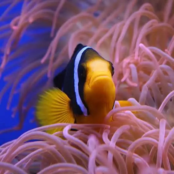 Clarkii Clownfish