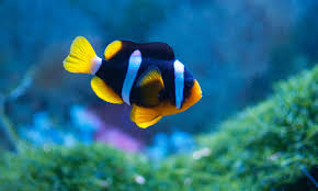 Clarkii Clownfish