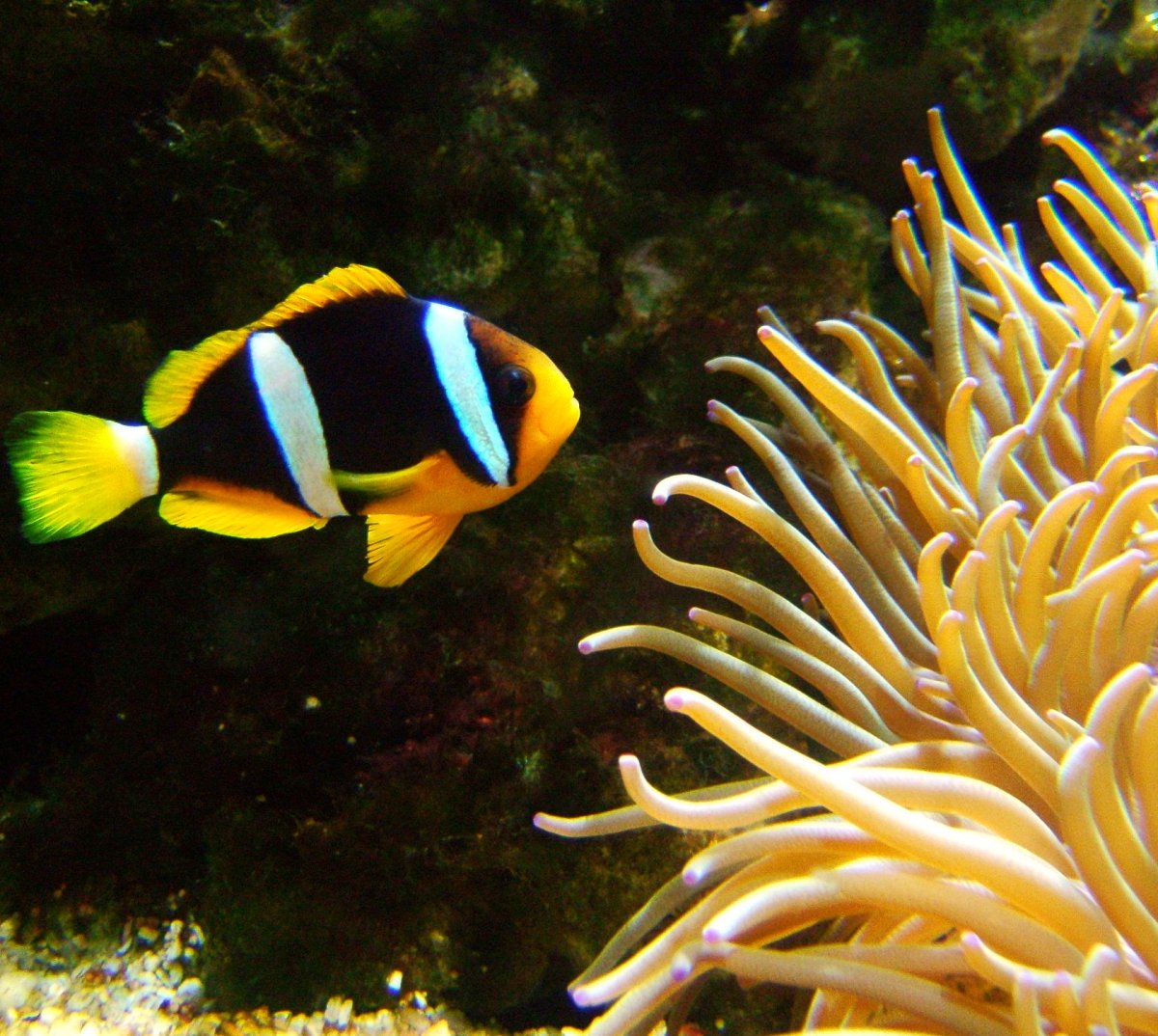 Clarkii Clownfish