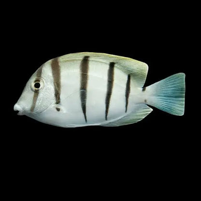 Convict Tang