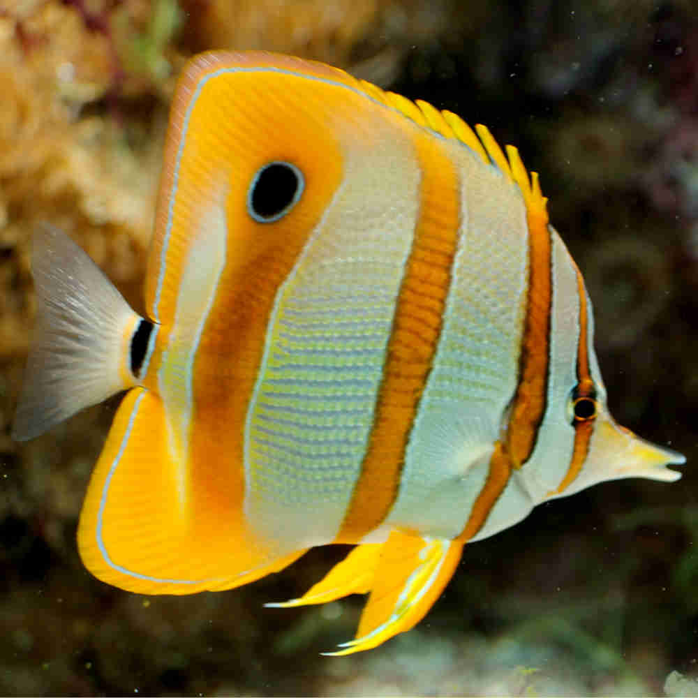 Copperband Butterflyfish